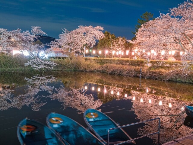 篠山城跡 王地山公園の桜開花 満開情報 22 日本気象協会 Tenki Jp