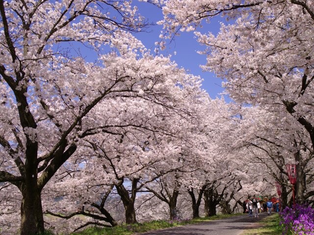 島根県の人気お花見スポットランキング 22 日本気象協会 Tenki Jp