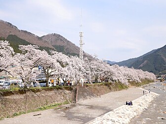 鳥取県の桜開花 満開情報 22 日本気象協会 Tenki Jp