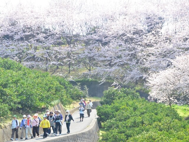 さぎしま 塔の峰千本桜