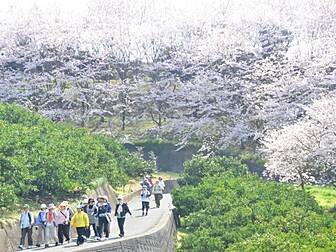 さぎしま 塔の峰千本桜