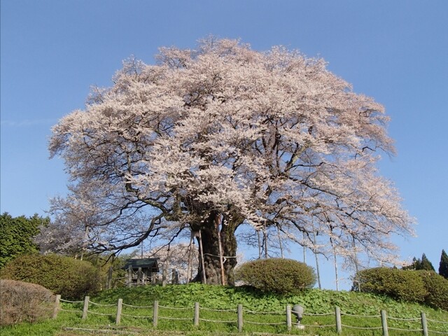 醍醐桜の写真