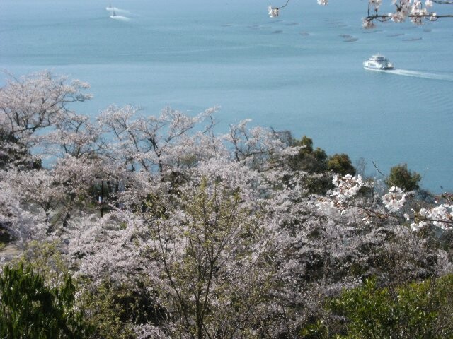 正福寺山公園の桜開花 満開情報 22 日本気象協会 Tenki Jp