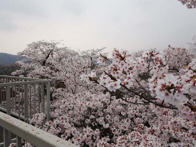 尾関山公園の桜開花 満開情報 22 日本気象協会 Tenki Jp