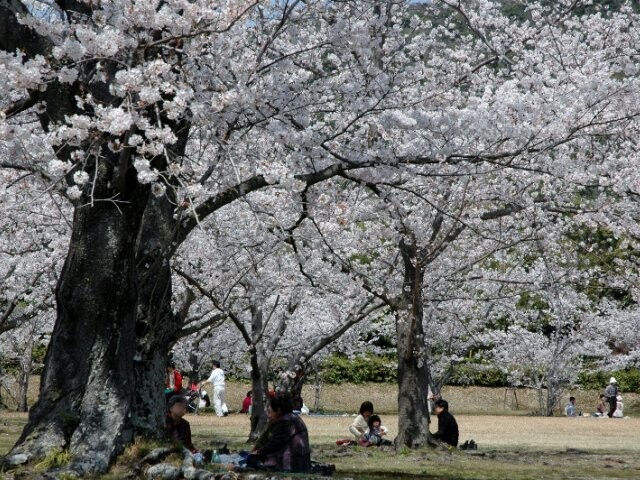 毛利氏庭園の桜開花 満開情報 21 日本気象協会 Tenki Jp