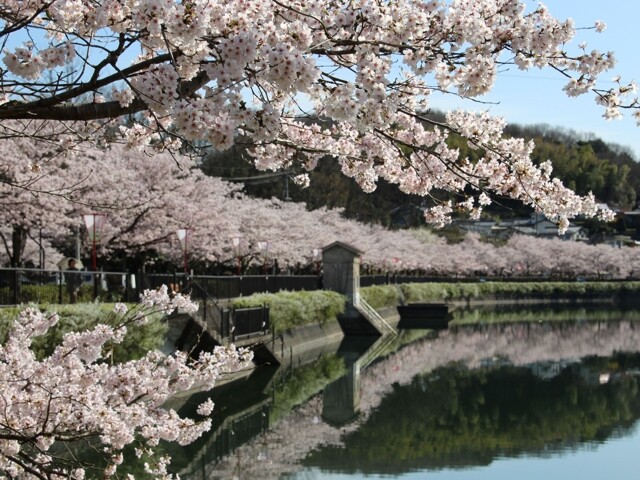上野 公園 桜