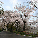 比治山公園の桜開花 満開情報 日本気象協会 Tenki Jp