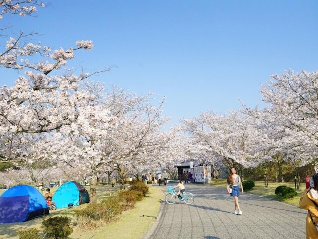 ピースリーホームバンブー総合公園の桜開花 満開情報 21 日本気象協会 Tenki Jp