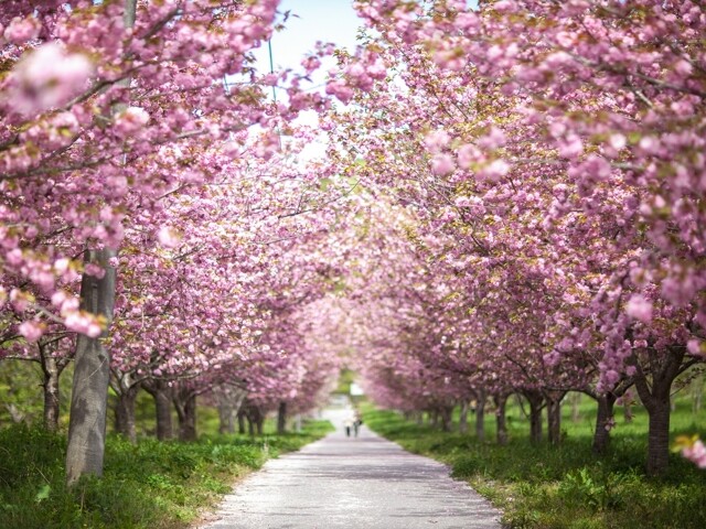 羅生門さくら公園